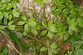 Attēlu rezultāti vaicājumam “Galium rivale leaf”