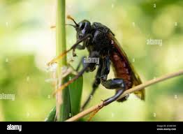 Attēlu rezultāti vaicājumam “Cimbex femoratus”