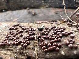 Attēlu rezultāti vaicājumam “Diderma subincarnatum”