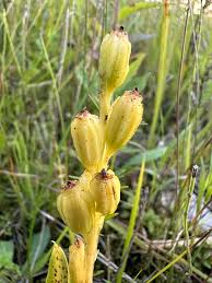Attēlu rezultāti vaicājumam “Liparis loeselii bud”