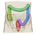 Normal Colon Anatomy