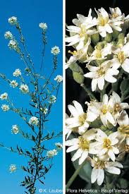 Attēlu rezultāti vaicājumam “Berteroa incana fruit”