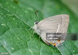 Attēlu rezultāti vaicājumam “Theclinae”