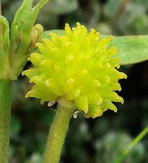 Attēlu rezultāti vaicājumam “Ranunculus lingua bud”