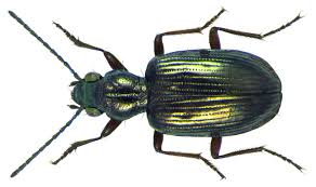 Attēlu rezultāti vaicājumam “Bembidion sp.”