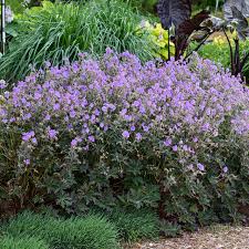 Image result for Geranium pratense