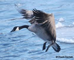 Attēlu rezultāti vaicājumam “Branta canadensis”