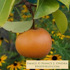 Attēlu rezultāti vaicājumam “Pyrus”