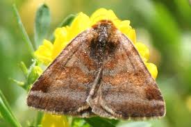 Attēlu rezultāti vaicājumam “Euclidia glyphica”