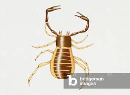 Attēlu rezultāti vaicājumam “Chelifer cancroides”