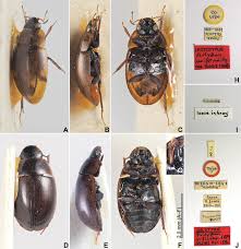 Attēlu rezultāti vaicājumam “Enochrus affinis”