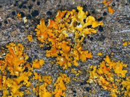 Attēlu rezultāti vaicājumam “Xanthoria fulva”