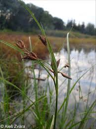 Attēlu rezultāti vaicājumam “Bolboschoenus maritimus”