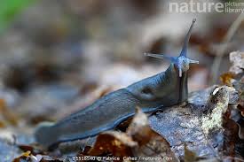 Attēlu rezultāti vaicājumam “Limax cinereoniger”