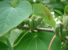 Attēlu rezultāti vaicājumam “Cercidiphyllum japonicum fruit”