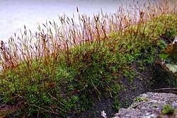 Attēlu rezultāti vaicājumam “Pottiales”