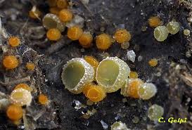 Attēlu rezultāti vaicājumam “Ascobolus furfuraceus”