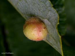 Attēlu rezultāti vaicājumam “Euura pedunculi”