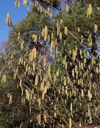 Attēlu rezultāti vaicājumam “Corylus avellana”