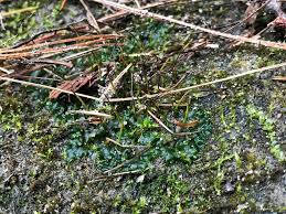 Attēlu rezultāti vaicājumam “Phaeoceros laevis subsp. carolinianus”