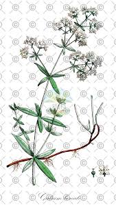 Attēlu rezultāti vaicājumam “Galium boreale fruit”