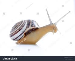 Attēlu rezultāti vaicājumam “Helicidae”