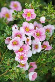 Attēlu rezultāti vaicājumam “Pentaphylloides fruticosa flower”
