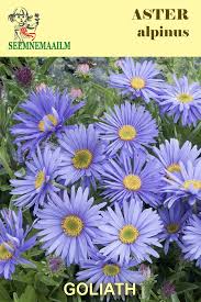 Image result for Aster alpinus