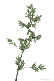 Attēlu rezultāti vaicājumam “Poa compressa leaf”