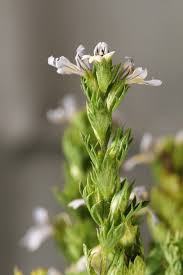 Attēlu rezultāti vaicājumam “Euphrasia”