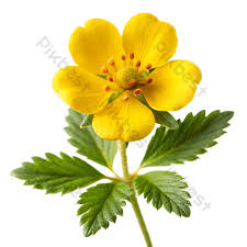 Attēlu rezultāti vaicājumam “Potentilla erecta flower”