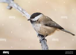 Attēlu rezultāti vaicājumam “Poecile montanus”