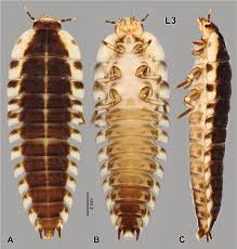 Attēlu rezultāti vaicājumam “Oiceoptoma thoracicum”