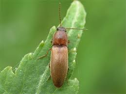 Attēlu rezultāti vaicājumam “Dalopius marginatus”