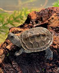 Image result for Malaclemys terrapin