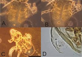 Attēlu rezultāti vaicājumam “Hydrachna”