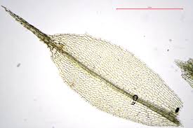 Attēlu rezultāti vaicājumam “Splachnum ampullaceum”