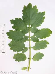 Image result for Chelidonium majus
