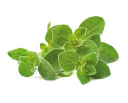 Image result for Oregano