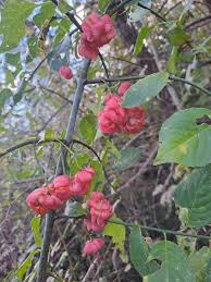 Attēlu rezultāti vaicājumam “Euonymus europaeus fruit”
