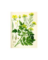 Attēlu rezultāti vaicājumam “Sinapis alba”