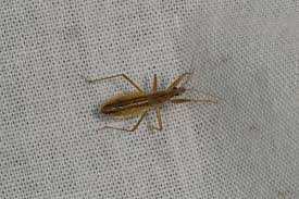 Attēlu rezultāti vaicājumam “Nabis limbatus”