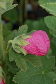 Attēlu rezultāti vaicājumam “Alcea rosea bud”