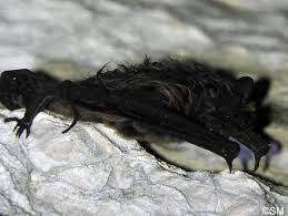 Attēlu rezultāti vaicājumam “Eptesicus nilssonii”