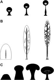 Attēlu rezultāti vaicājumam “Diderma tigrinum stalked”