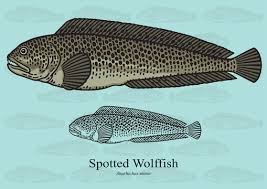 Image result for Anarhichas minor