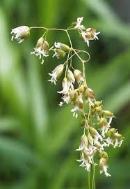 Attēlu rezultāti vaicājumam “Hierochloe odorata flower”