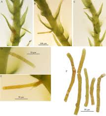 Attēlu rezultāti vaicājumam “Serpoleskea confervoides”
