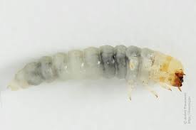 Attēlu rezultāti vaicājumam “Bolitophagus reticulatus larva”