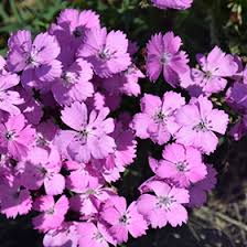 Image result for Dianthus carthusianorum